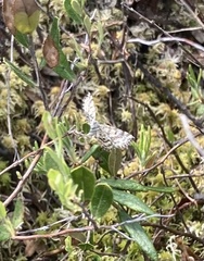 Eufidonia discospilata