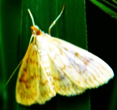 Crocidophora serratissimalis