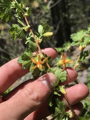 Ribes pinetorum
