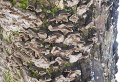 Dentocorticium portoricense