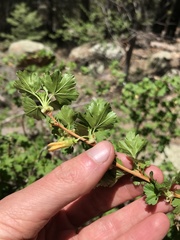 Ribes pinetorum
