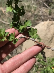 Ribes pinetorum
