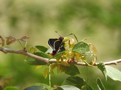 Mysoria affinis