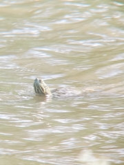 Pseudemys concinna concinna