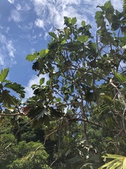 Artocarpus altilis