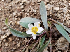 Hesperochiron pumilus