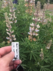 Lupinus oreganus