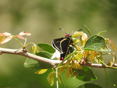 Mysoria affinis