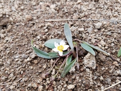 Hesperochiron pumilus