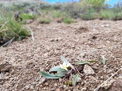 Hesperochiron pumilus