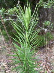 Vernonia lindheimeri