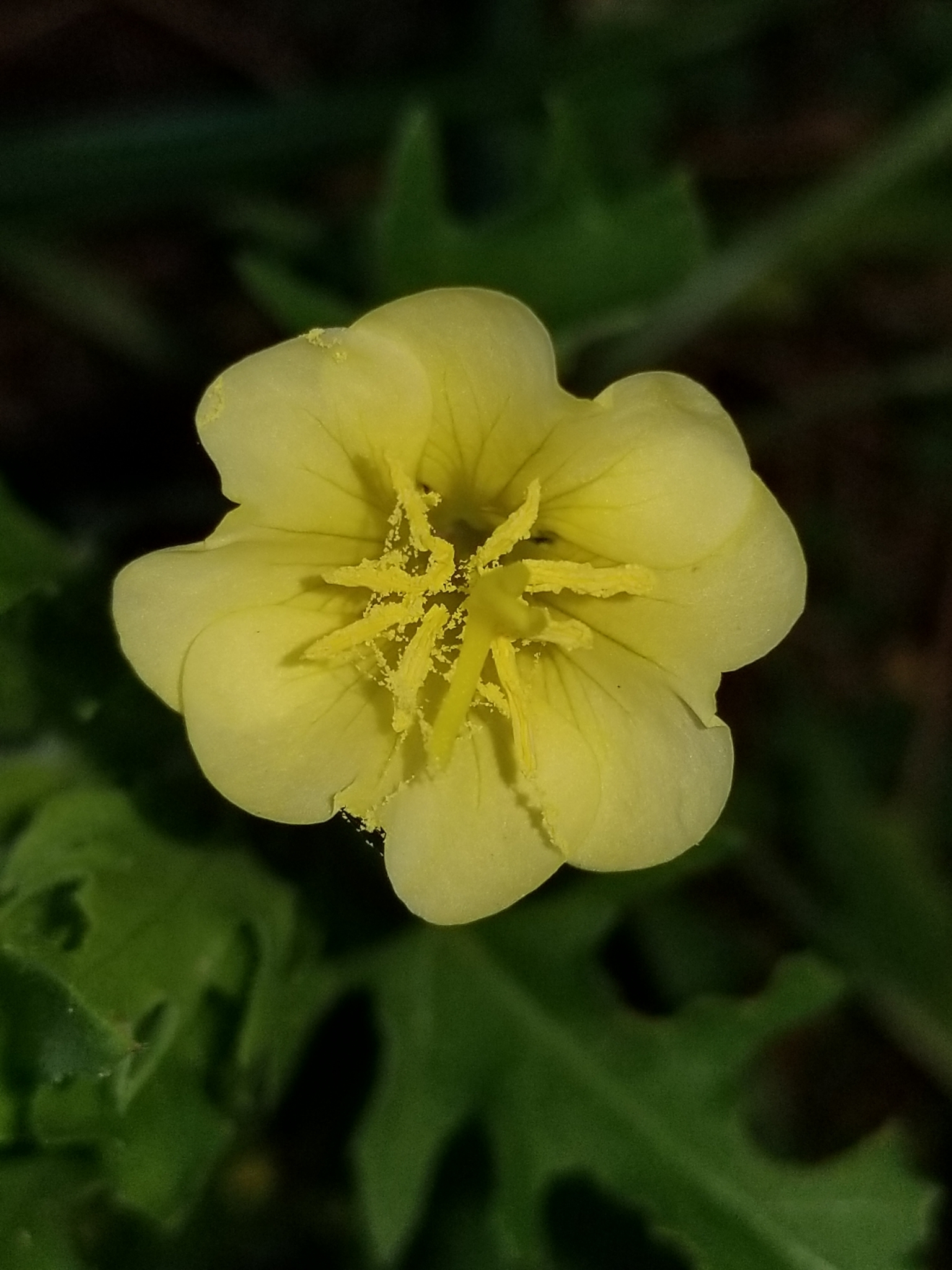 Oenothera laciniata