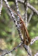 Limnephilus ornatus
