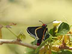 Mysoria affinis