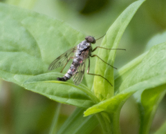 Chrysopilus andersoni