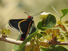 Mysoria affinis