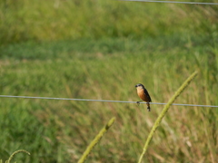 Sporophila hypoxantha