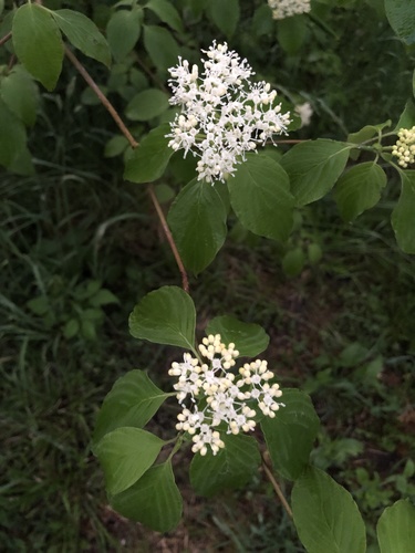 Cornus alternifolia