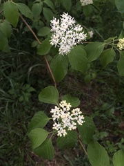 Pagoda Dogwood (Cornus alternifolia)