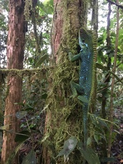 Enyalioides oshaughnessyi