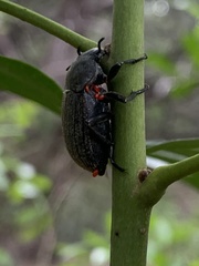 Phyllophaga cribrosa