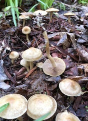 Agrocybe