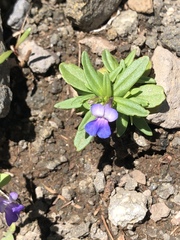 Collinsia grandiflora