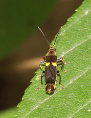 Trypherus