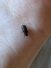 Dendroctonus rufipennis