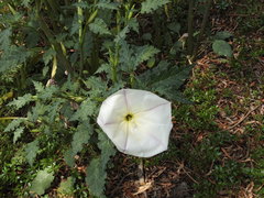 Datura ceratocaula
