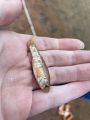 Cyprinodon rubrofluviatilis