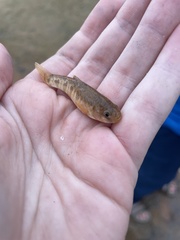 Cyprinodon rubrofluviatilis