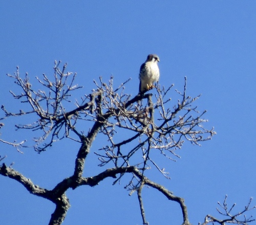 iNaturalist observation photo of American Kestrel