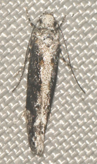 Coleotechnites florae