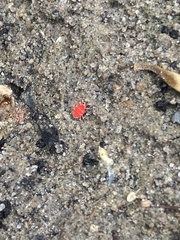 Trombidium auroraense