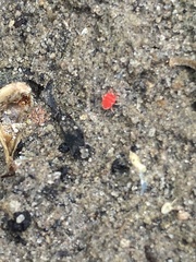 Trombidium auroraense