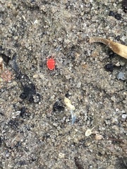 Trombidium auroraense