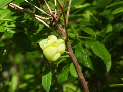Exobasidium rhododendri