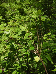 Exobasidium rhododendri