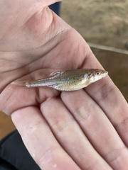 Macrhybopsis australis