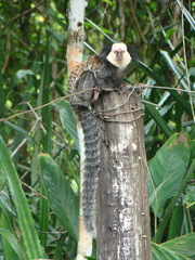 Callithrix geoffroyi