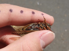 Magicicada septendecula
