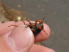 Magicicada septendecula