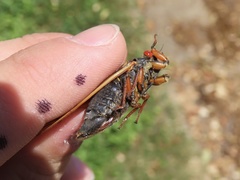 Magicicada septendecula
