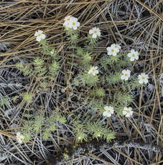 Leptosiphon nuttallii howellii