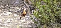 Caracara plancus