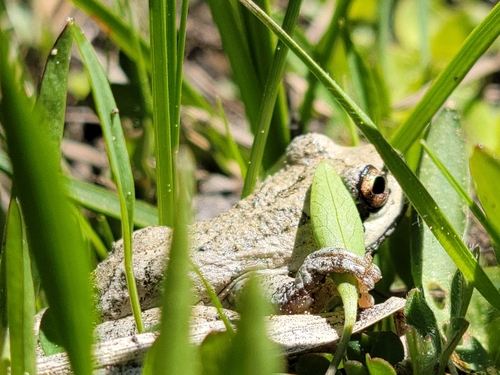 iNaturalist observation photo of Pacific chorus frog