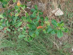 Excoecaria agallocha