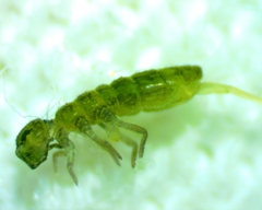 Isotomurus tricolor