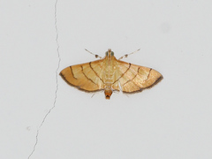Orphanostigma haemorrhoidalis